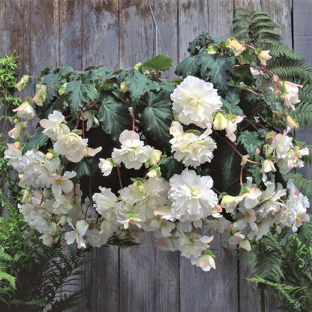 Begonia (Tuberous Non Stop white flower) for planting in garden